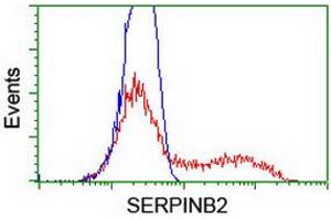 HEK293T cells transfected with either RC203139 overexpress plasmid (Red) or empty vector control plasmid (Blue) were immunostained by anti-SERPINB2 antibody (ABIN2455403), and then analyzed by flow cytometry. (SERPINB2 Antikörper)