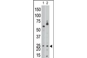 Antibody is used in Western blot to detect NIP3 BH3 in Ramos cell lysate (lane 1) and in mouse brain tissue lysate (lane 2). (BNIP3 Antikörper  (AA 152-187))