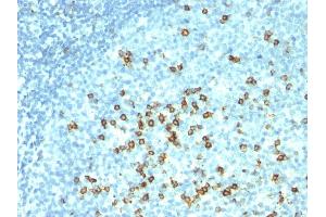 Formalin-fixed, paraffin-embedded human tonsil stained with CD57 Monoclonal Antibody (HNK-1 + NK-1). (CD57 Antikörper)