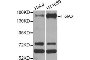 Western blot analysis of extracts of various cell lines, using ITGA2 antibody. (ITGA2 Antikörper)