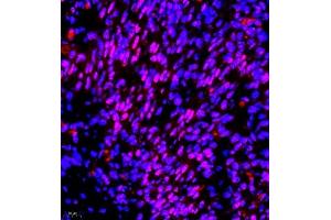 Immunofluorescence of paraffin embedded mouse embryonic mouse using RNF7 (ABIN7075471) at dilution of 1:2000 (400x lens) (RNF7 Antikörper)