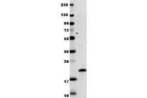 Anti-human IL-29 antibody in western blot shows detection of recombinant human IL-29 raised in E. (IL29 Antikörper)