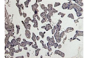 ABIN185470 Negative Control showing staining of paraffin embedded Human Placenta, with no primary antibody. (PLAU Antikörper  (C-Term))