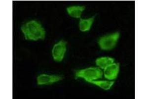 Immunofluorescence analysis of Hela cells using GSK3 alpha mouse mAb showing cytoplasmic localization.