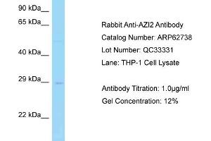 Western Blotting (WB) image for anti-5-Azacytidine Induced 2 (AZI2) (N-Term) antibody (ABIN2789231)