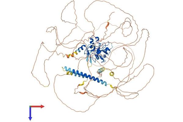 MLLT10 Protein (AA 1-1068) (His tag)