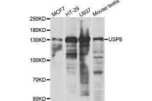 Western blot analysis of extracts of various cell lines, using USP8 antibody. (USP8 Antikörper)