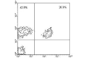 Image no. 1 for anti-CD3 (CD3) antibody (FITC) (ABIN135505) (CD3 Antikörper  (FITC))