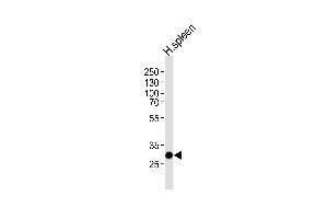 Western blot analysis of lysate from human spleen tissue lysate, using S Antibody (C-term) (ABIN1536813 and ABIN2848701).
