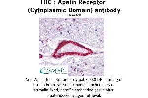 Image no. 2 for anti-Apelin Receptor (APLNR) (3rd Cytoplasmic Domain) antibody (ABIN1731854) (Apelin Receptor Antikörper  (3rd Cytoplasmic Domain))
