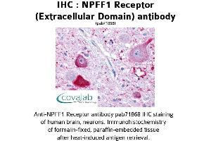 Image no. 1 for anti-Neuropeptide FF Receptor 1 (NPFFR1) (2nd Extracellular Domain) antibody (ABIN1737466) (NPFFR1 Antikörper  (2nd Extracellular Domain))