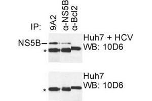 IP was carried out with NS5B specific mAb 9A2 using the lysates of Huh7 cells harboring selectable subgenomic HCV RNA replicon (upper panel) or plain Huh7 cells (lower panel).