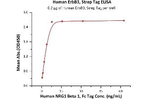 Immobilized Human ErbB3, Strep Tag (ABIN2181041,ABIN2181040,ABIN6810022) at 2 μg/mL (100 μL/well) can bind Human NRG1 Beta 1, Fc Tag (ABIN6973185) with a linear range of 0. (ERBB3 Protein (AA 20-643) (Strep Tag))