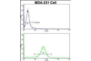 Flow cytometric analysis of MDA-231 cells using RANBP9 Antibody (Center)(bottom histogram) compared to a negative control cell (top histogram). (Importin 9 Antikörper  (AA 339-367))
