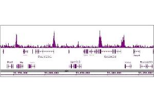 CDK8 antibody (pAb) tested by ChIP-Seq. (CDK8 Antikörper  (C-Term))