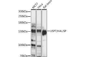 Western blot analysis of extracts of various cell lines, using USP7/HAUSP antibody (ABIN6132280, ABIN6150032, ABIN6150034 and ABIN6217614) at 1:1000 dilution. (USP7 Antikörper  (AA 206-1102))