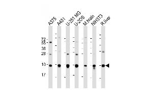 All lanes : Anti-RPL34 Antibody (Center) at 1:2000 dilution Lane 1:  whole cell lysate Lane 2: A431 whole cell lysate Lane 3: U-251 MG whole cell lysate Lane 4: U-2OS whole cell lysate Lane 5: mouse brain lysate Lane 6: NIH3T3 whole cell lysate Lane 7: rat liver lysate Lysates/proteins at 20 μg per lane. (RPL34 Antikörper  (AA 37-66))