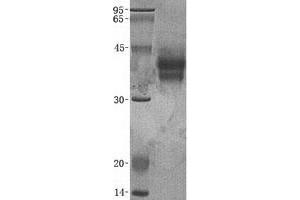 Validation with Western Blot (CD300c Protein (CD300C) (His tag))