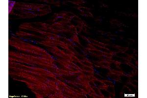 Immunofluorescence (IF) image for anti-ADAM Metallopeptidase with Thrombospondin Type 1 Motif, 1 (ADAMTS1) (AA 851-967) antibody (ABIN673404)