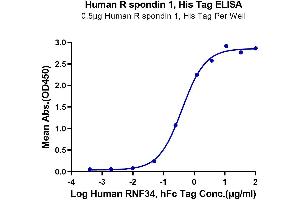 Immobilized Human R spondin 1, His Tag at 5 μg/mL (100 μL/well) on the plate.