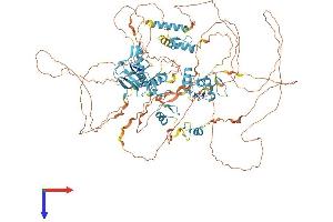 ZFPM1 Protein (AA 1-1006) (His tag)
