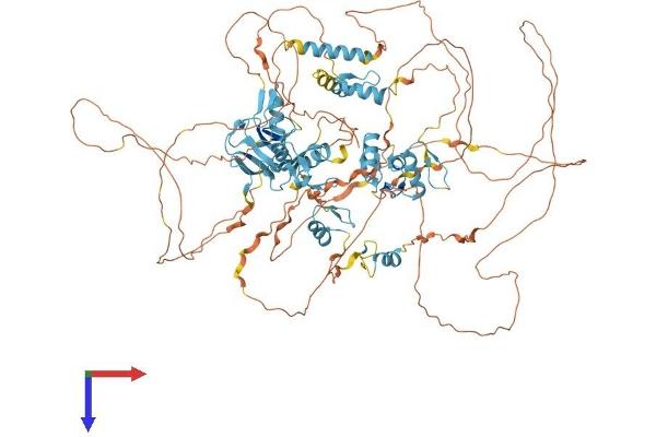 ZFPM1 Protein (AA 1-1006) (His tag)