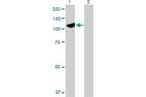 Western Blot analysis of HYOU1 expression in transfected 293T cell line by HYOU1 MaxPab polyclonal antibody. (HYOU1 Antikörper  (AA 1-678))