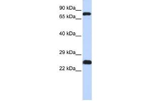 ZNF799 antibody used at 0. (ZNF799 Antikörper  (N-Term))