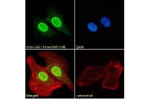 (ABIN185217) Immunofluorescence analysis of paraformaldehyde fixed U2OS cells, permeabilized with 0. (BAF53A and BAF53B (C-Term) Antikörper)