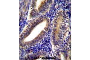 CNN2 Antibody (N-term) immunohistochemistry analysis in formalin fixed and paraffin embedded human uterus tissue followed by peroxidase conjugation of the secondary antibody and DAB staining. (CNN2 Antikörper  (N-Term))