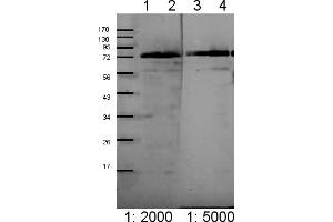 Image no. 1 for anti-Chloroplast Outer Envelope Membrane Translocon Complex Oep75 Protein (Toc75) (Chloroplastic), (Domain 3) antibody (ABIN5684021) (Toc75 Antikörper  (Chloroplastic, Domain 3))