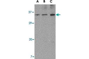 Western blot analysis of ORAI3 in A-20 cell lysate with ORAI3 polyclonal antibody  at (A) 1, (B) 2 and (C) 4 ug/mL .