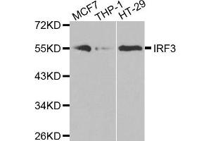 Western blot analysis of extracts of various cell lines, using IRF3 antibody. (IRF3 Antikörper)