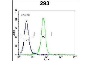 ZN Antibody (N-term) (ABIN654561 and ABIN2844268) flow cytometric analysis of 293 cells (right histogram) compared to a negative control cell (left histogram). (ZNF611 Antikörper  (N-Term))