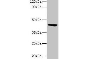 Western blot All lanes: ST3GAL3 antibody at 2 μg/mL + Mouse skeletal muscle tissue Secondary Goat polyclonal to rabbit lgG at 1/15000 dilution Predicted band size: 43, 44, 20, 50, 39, 22, 32, 13, 21, 14, 18, 49, 17, 41, 31, 16, 47, 26, 27, 12, 23, 6, 9 kDa Observed band size: 43 kDa (ST3GAL3 Antikörper  (AA 29-375))