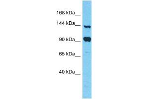 Host: Rabbit Target Name: FAM193A Sample Type: 293T Whole Cell lysates Antibody Dilution: 1. (FAM193A Antikörper  (C-Term))
