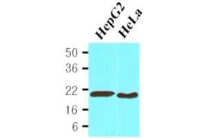 Western Blotting (WB) image for anti-Cyclophilin B (PPIB) (AA 26-216) antibody (ABIN263994) (PPIB Antikörper  (AA 26-216))