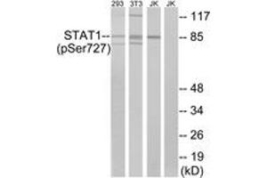 Western blot analysis of extracts from 293 cells, 3T3 cells treated with UV (15mins) and Jurkat cells treated with eto (25uM, 24hours), using STAT1 (Phospho-Ser727) Antibody. (STAT1 Antikörper  (pSer727))