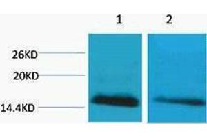 Western Blotting (WB) image for anti-Histone H2B (meLys5) antibody (ABIN3178813) (Histone H2B Antikörper  (meLys5))