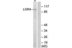 Western Blotting (WB) image for anti-Leucine-Rich Repeat Containing G Protein-Coupled Receptor 4 (LGR4) (AA 461-510) antibody (ABIN2890887) (LGR4 Antikörper  (AA 461-510))
