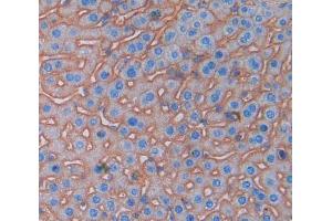Used in DAB staining on fromalin fixed paraffin- embedded Kidney tissue (PDCD1LG2 Antikörper  (AA 36-219))