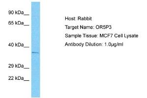 Host: Rabbit Target Name: OR5P3 Sample Type: MCF7 Whole Cell lysates Antibody Dilution: 1.