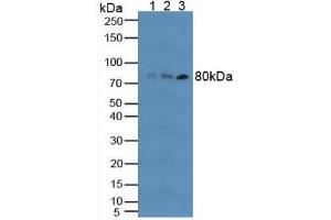 Western blot analysis of (1) Human RAW2647 Cells, (2) Human HT-1080 Cells and (3) Human Blood Cells.