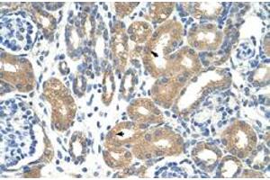 Immunohistochemical staining (Formalin-fixed paraffin-embedded sections) of human kidney with APOBEC3D polyclonal antibody  at 4-8 ug/mL working concentration. (APOBEC3D Antikörper  (N-Term))