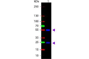 Western Blot of ATTO 488 conjugated Goat anti-Mouse IgG Pre-adsorbed secondary antibody. (Ziege anti-Maus IgG (Heavy & Light Chain) Antikörper (Atto 488) - Preadsorbed)