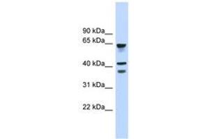 Image no. 1 for anti-G Protein-Coupled Receptor 27 (GPR27) (AA 143-192) antibody (ABIN6744840)