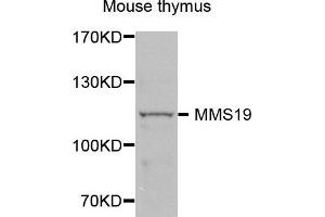 Western blot analysis of extracts of Mouse thymus cells, using MMS19 antibody. (MMS19 Antikörper)