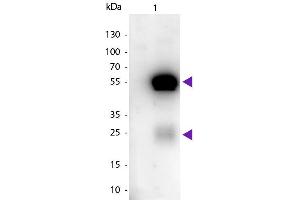 Western blot of Peroxidase Conjugated Sheep Anti-Rabbit IgG secondary antibody. (Schaf anti-Kaninchen IgG (Heavy & Light Chain) Antikörper (HRP))