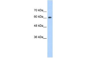 Western Blotting (WB) image for anti-Synaptotagmin Binding, Cytoplasmic RNA Interacting Protein (SYNCRIP) (Middle Region) antibody (ABIN629908)