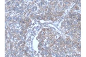 Immunohistochemistry (IHC) image for anti-Protein O-Fucosyltransferase 1 (POFUT1) (AA 238-388) antibody (ABIN7444553)